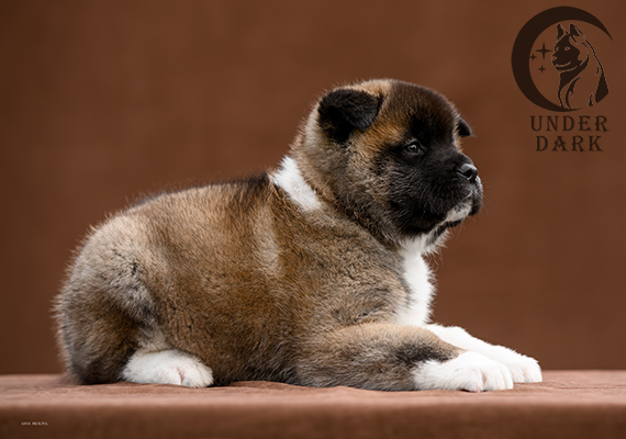 Щенки Американской акиты